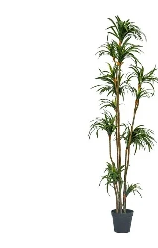 Dracaena Marginata - Simulation Dracaena Dracaena Marginata Green Plant