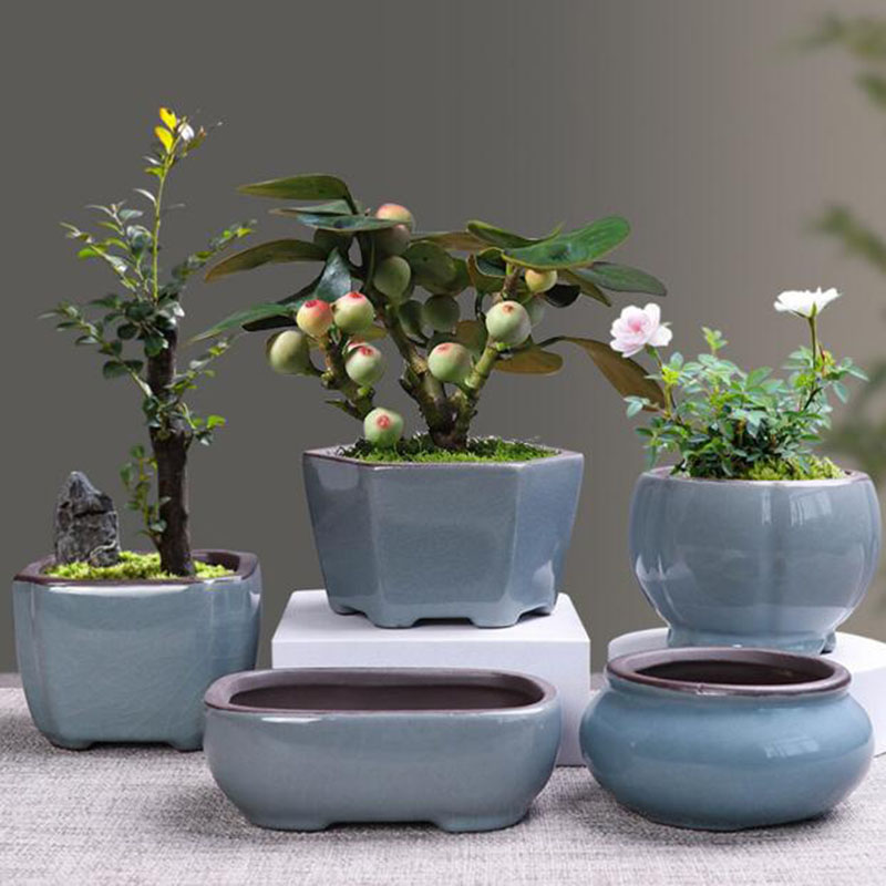 Echeveria Succulent - Retro Gốm Hoa Măng Tây Thực