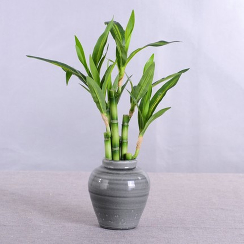 Mới 40Cm RFtificial May Mắn Tr - đánh giá và giá Echeveria Succulent