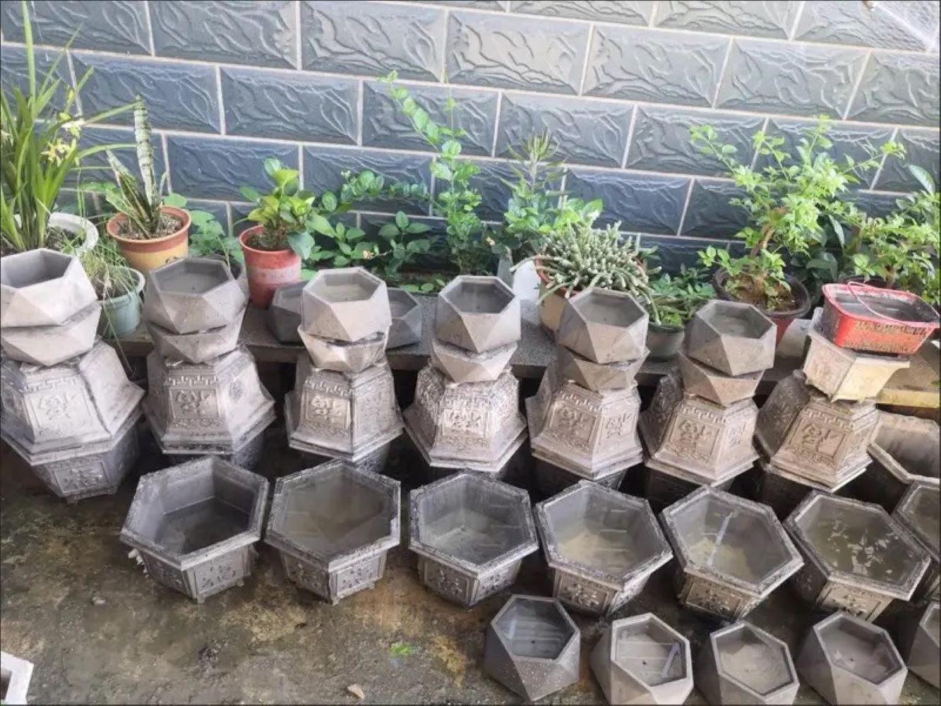 Plastic Succulent Planter Mold - đánh giá và giá Echeveria Succulent