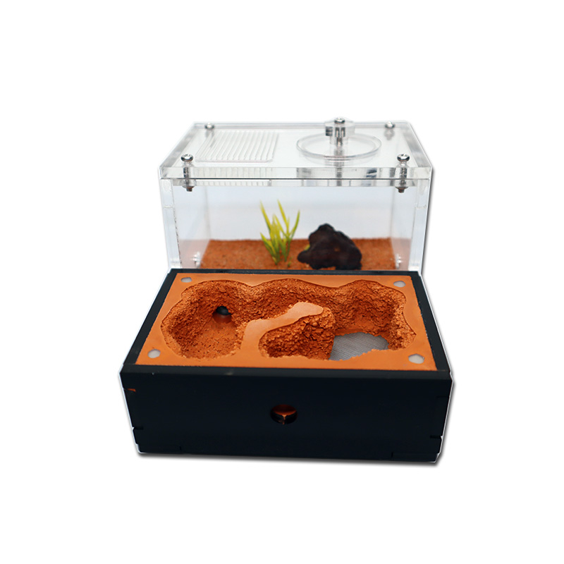 Màu Vàng Đất Kiến Trang Trại V - đánh giá và giá Begonia Rex