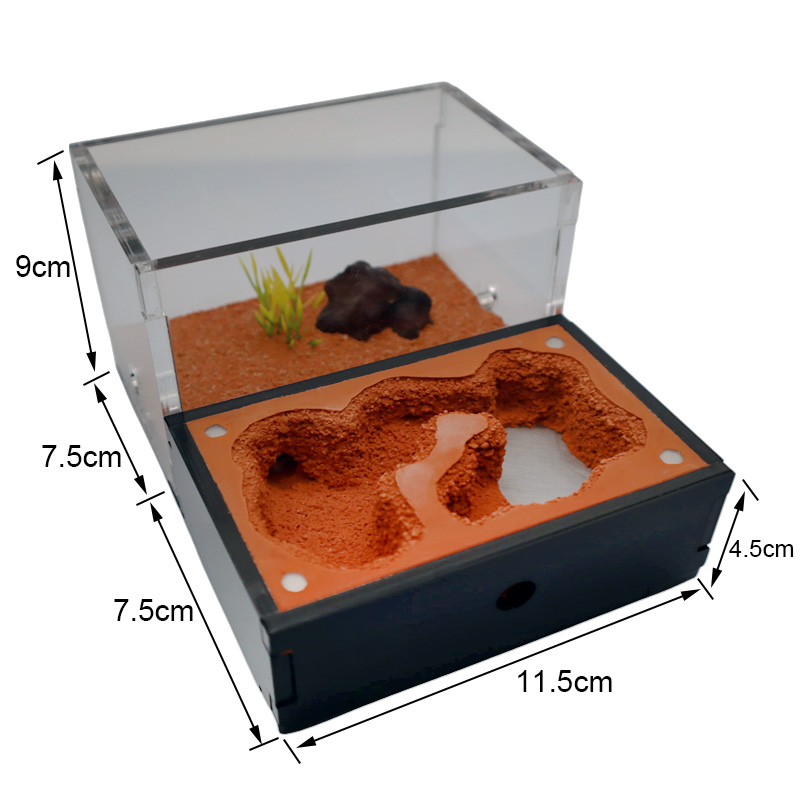 Màu Vàng Đất Kiến Trang Trại V - đánh giá và giá Begonia Rex