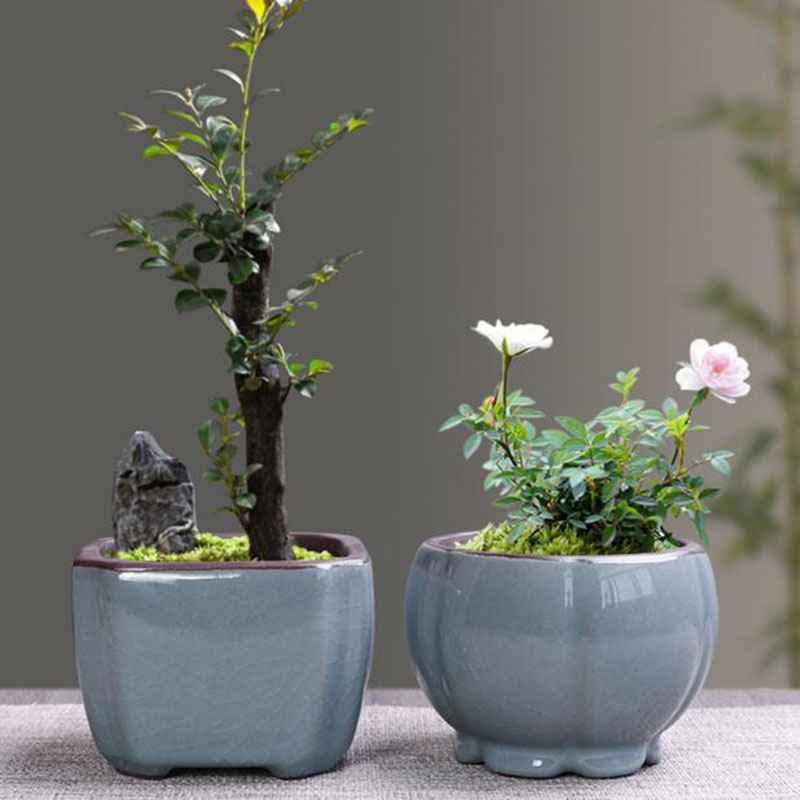 Retro Gốm Hoa Măng Tây Thực Vậ - đánh giá và giá Echeveria Succulent