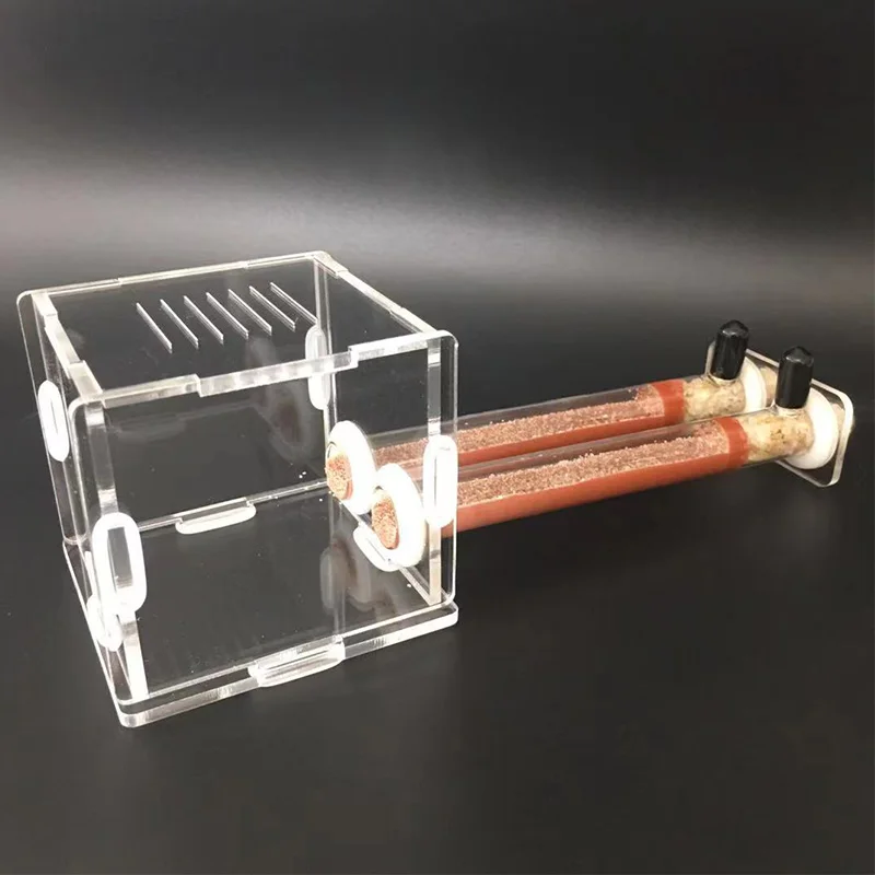 DIY Various Size Ant Farm Bamb - đánh giá và giá Begonia Rex