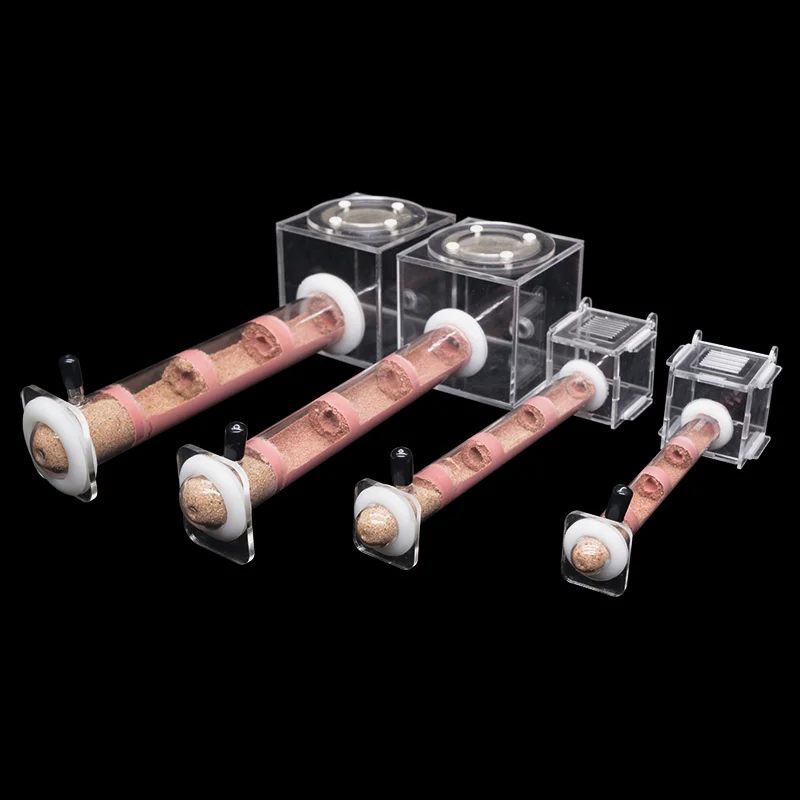 DIY Various Size Ant Farm Bamb - đánh giá và giá Begonia Rex