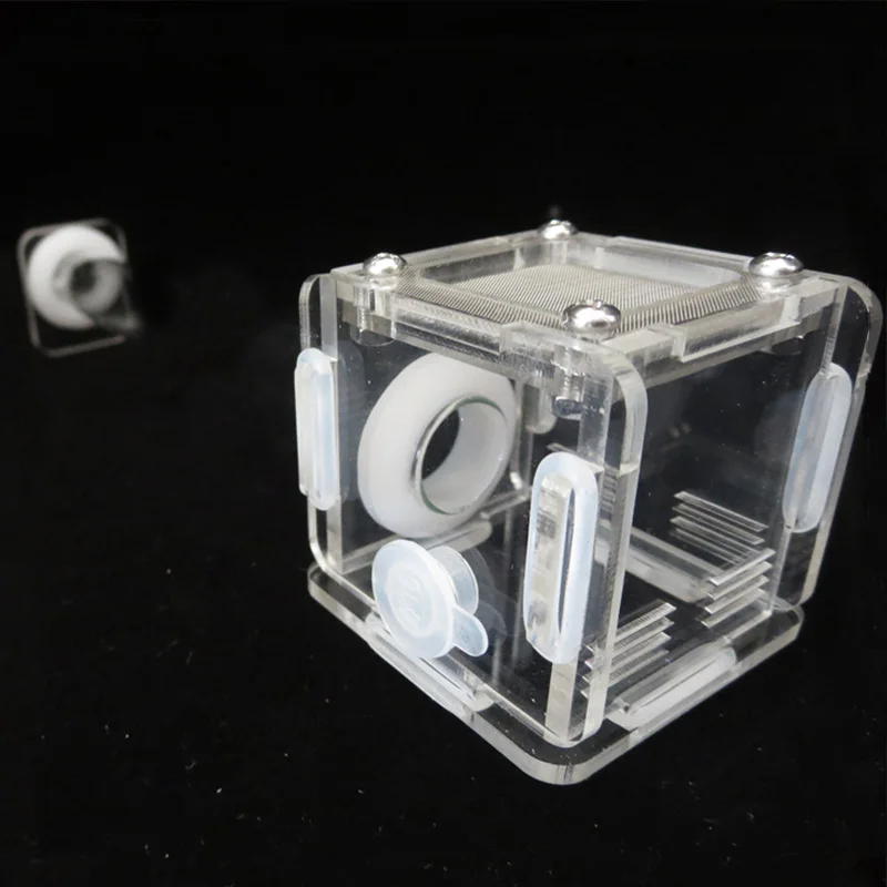 DIY Various Size Ant Farm Bamb - đánh giá và giá Begonia Rex
