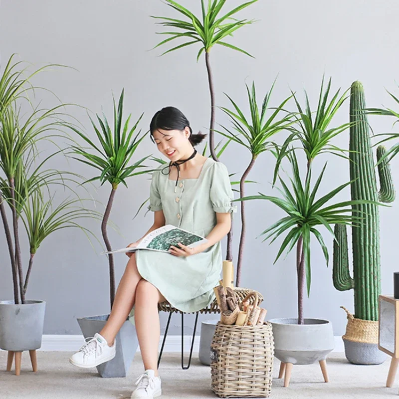 Simulation Plant Dracaena Marg - đánh giá và giá Dracaena Marginata