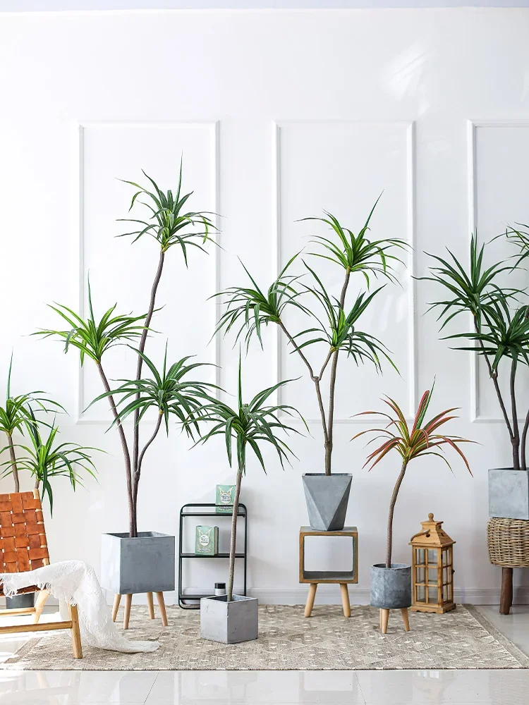 Simulation Plant Dracaena Marg - đánh giá và giá Dracaena Marginata